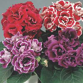 Double Brocade