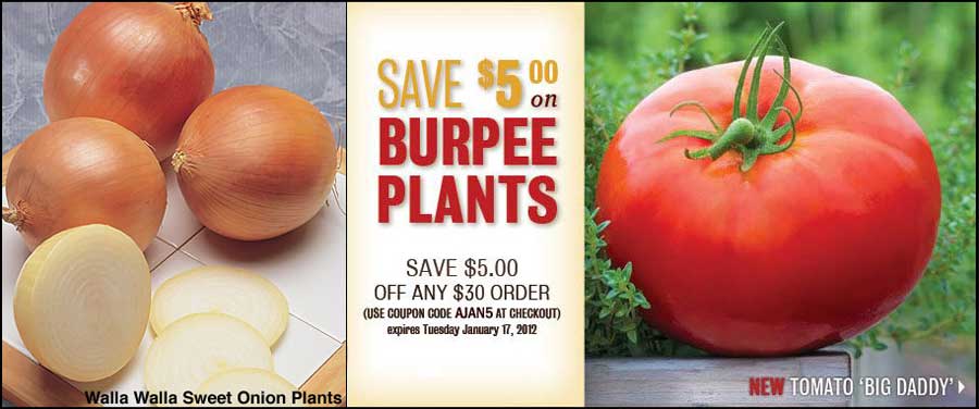 Walla Walla Sweet Onion Plants