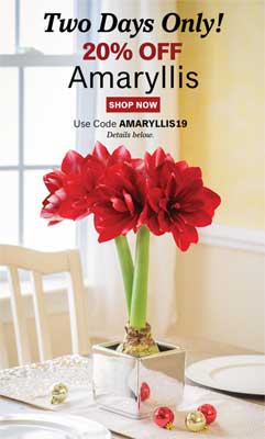 Amaryllis from Burpee