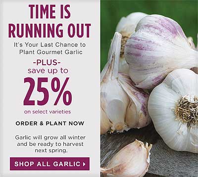 Garlic from Burpee