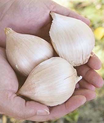 Elephant Garlic from the Burpee Seed Company