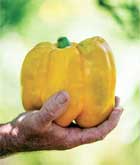 Gold Standard pepper