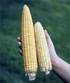 Burpee Seed Company