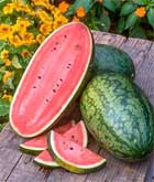Burpee Seed Company