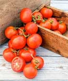 Oh, Happy Day Hybrid tomato