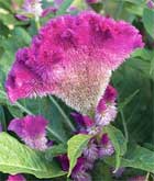 Burpee Seed Company
