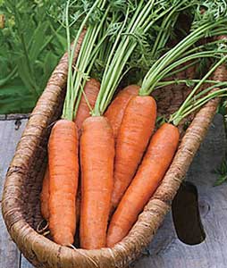 Yaya carrots