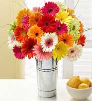 Gerbera Daisies