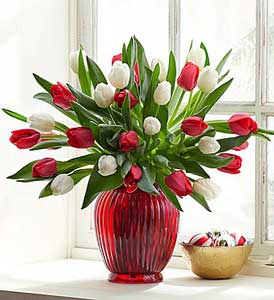 Holiday Tulips