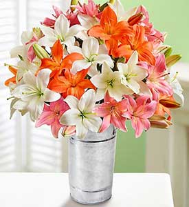 Summer Lilies