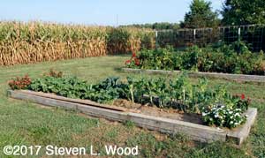 Another view of the kale bed