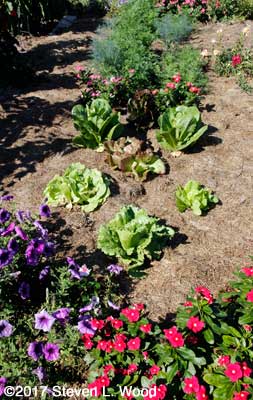 One of our two, fall lettuce patches