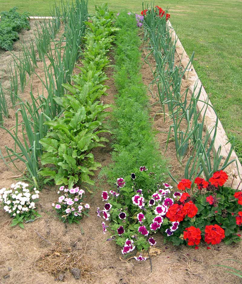 An intensive senior plot