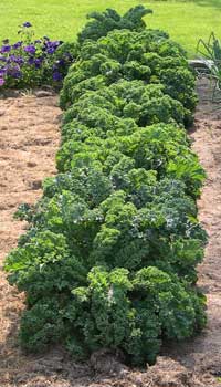 Kale