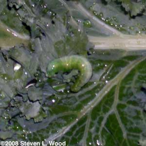 cabbage looper worm