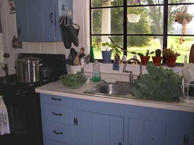 Kale in sink