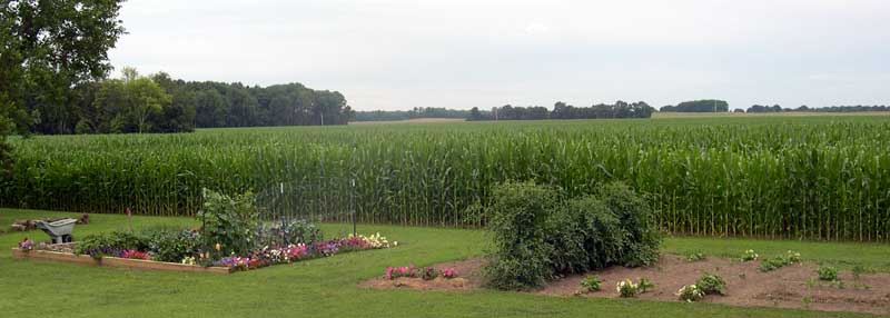Our senior garden