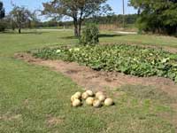 Melons in field
