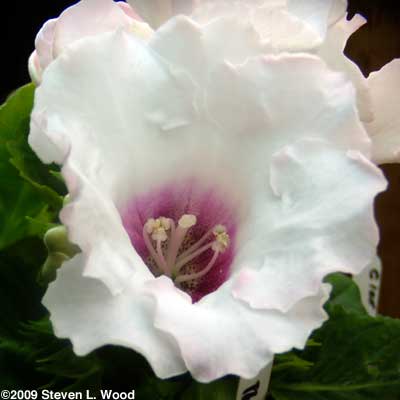 Gloxinia bloom