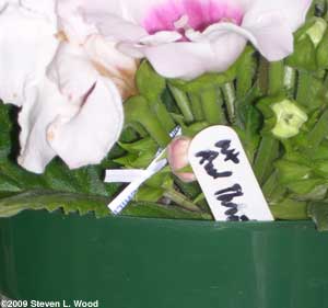 Twist tie marking pollinated bloom