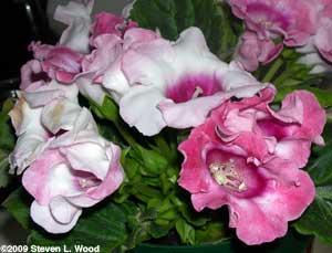 All from the same corm