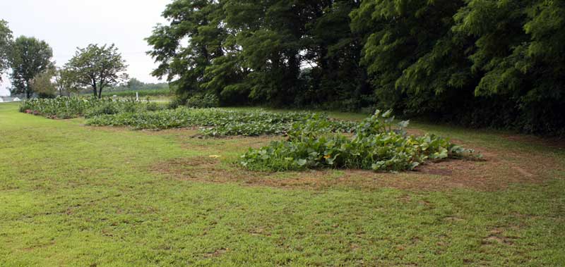 East Garden