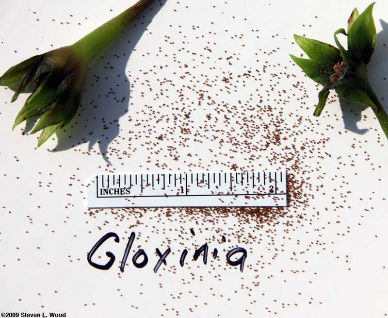 Gloxinia seed