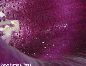 pollen on flower petal