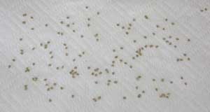 Drying tomato seeds
