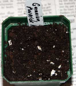 Seed in pot