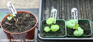 Just 3 survived damping off