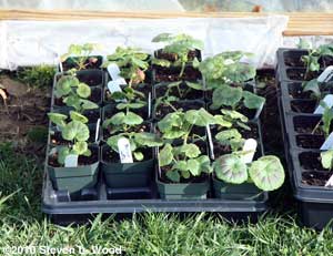 Geraniums under cold frame