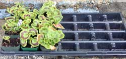 Geranium flat