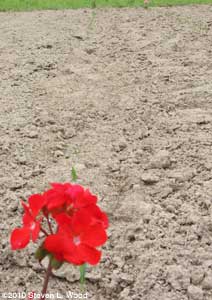 Geranium marking row