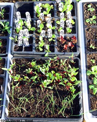 Lettuce, beets, and onion transplants