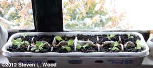 Petunias growing in egg cartons