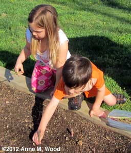 Grandkids picking asparagus
