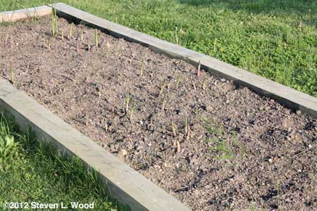 Our asparagus bed