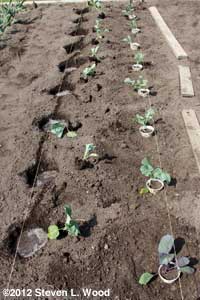Transplanting brassicas