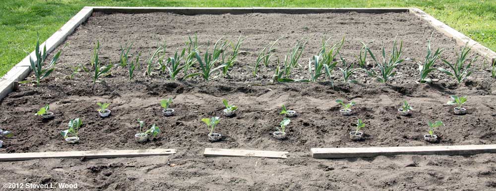 Brassicas and garlic
