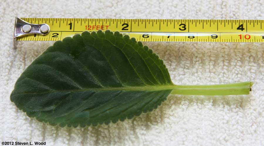 Appropriate sized leaf cutting