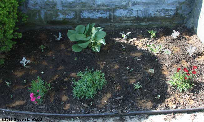 Left flowerbed