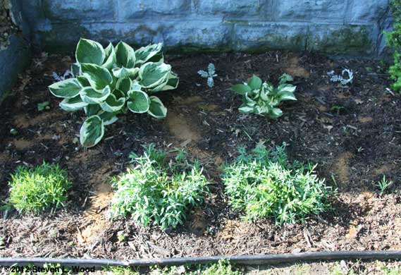 Right flowerbed