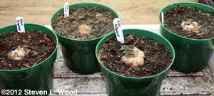 Bad corms
