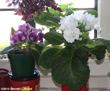 Gloxinias