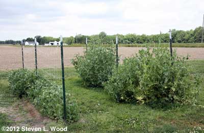 Pea trellises in May