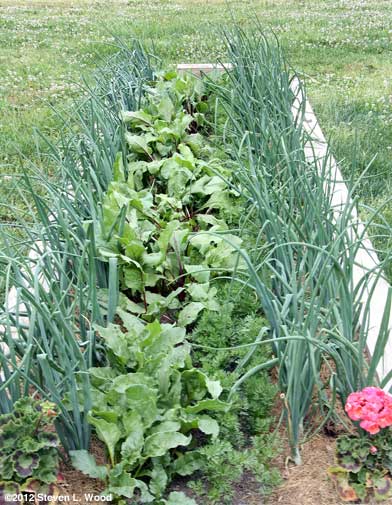 Onions, beets, carrots, onions