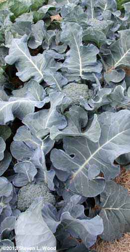 Broccoli row