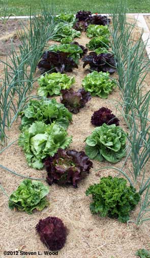 Lettuce