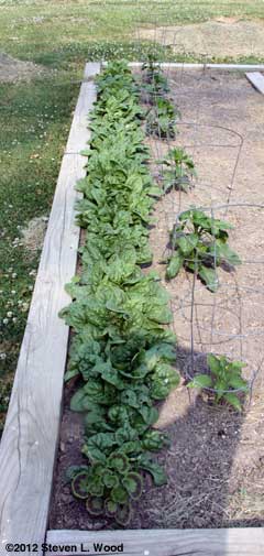 Spinach